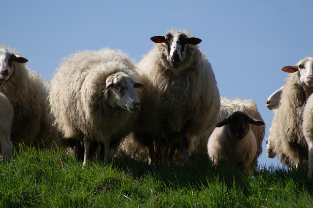 Small-Ruminant-Goat-Sheep-Services-Mobile-Vet-Waco-Tx