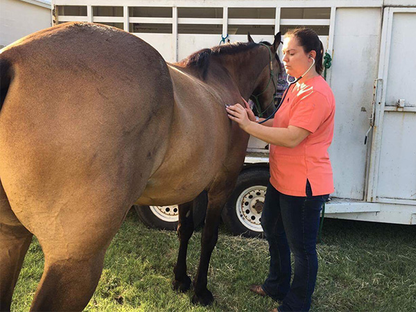 Horse Coggins Test | Waco Mobile Vet | Dr. Valerie Coerver | Waco TX
