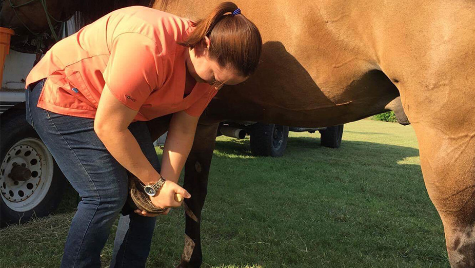 Horse Hoof Care | Waco Mobile Vet | Dr. Valerie Coerver | Waco TX
