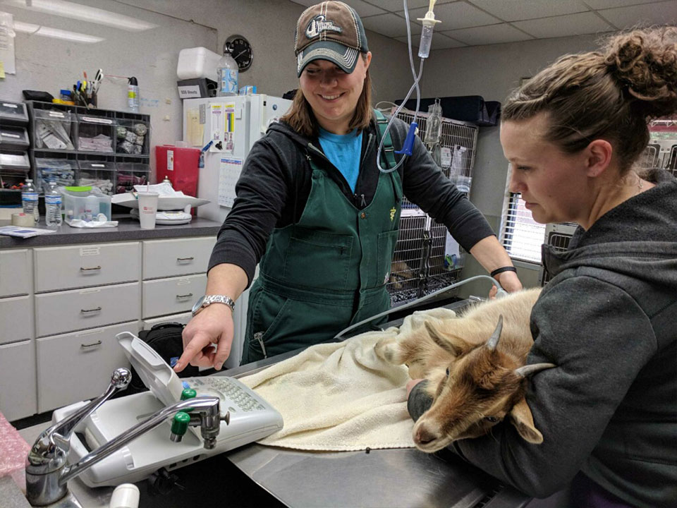 Dr. Valerie Coerver Working With Goat | Waco Mobile Vet | Waco TX